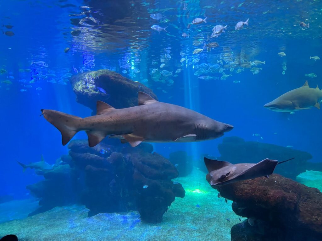 Palma Aquarium