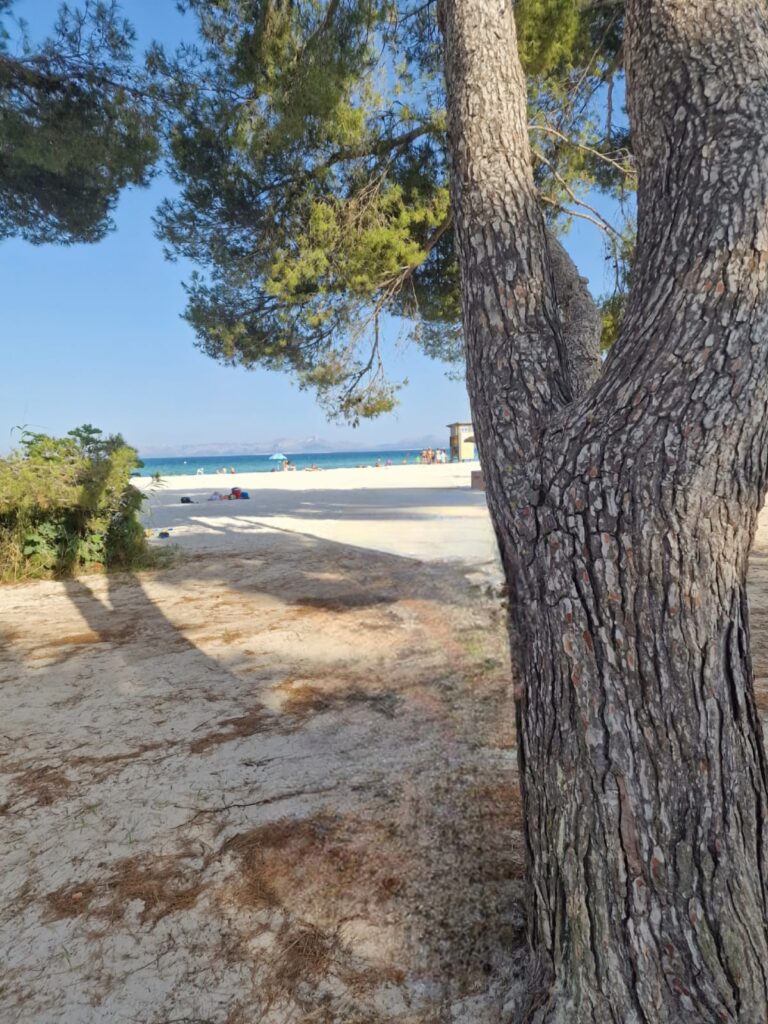 Pine trees near Playa de Muro Mallorca beach path